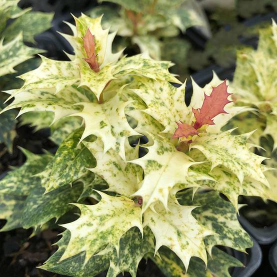 Osmanthus heterophyllus tricolor Godet de 8/9 cm - Image 1