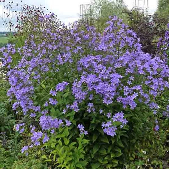 Campanule lactiflora Prichard s variety Campanule laiteuse bleue Pot de 2L/3L