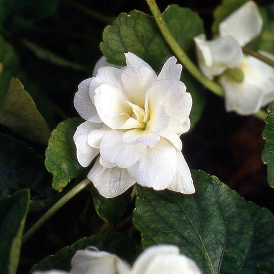 Violette odorante, Viola odorata Reine Des Blanches, pensée Godet de 8/9 cm