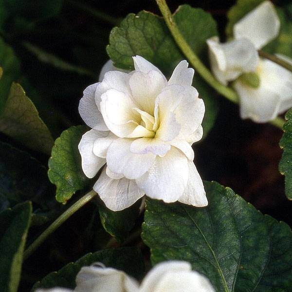 Violette odorante, Viola odorata Reine Des Blanches, pensée Godet de 8/9 cm