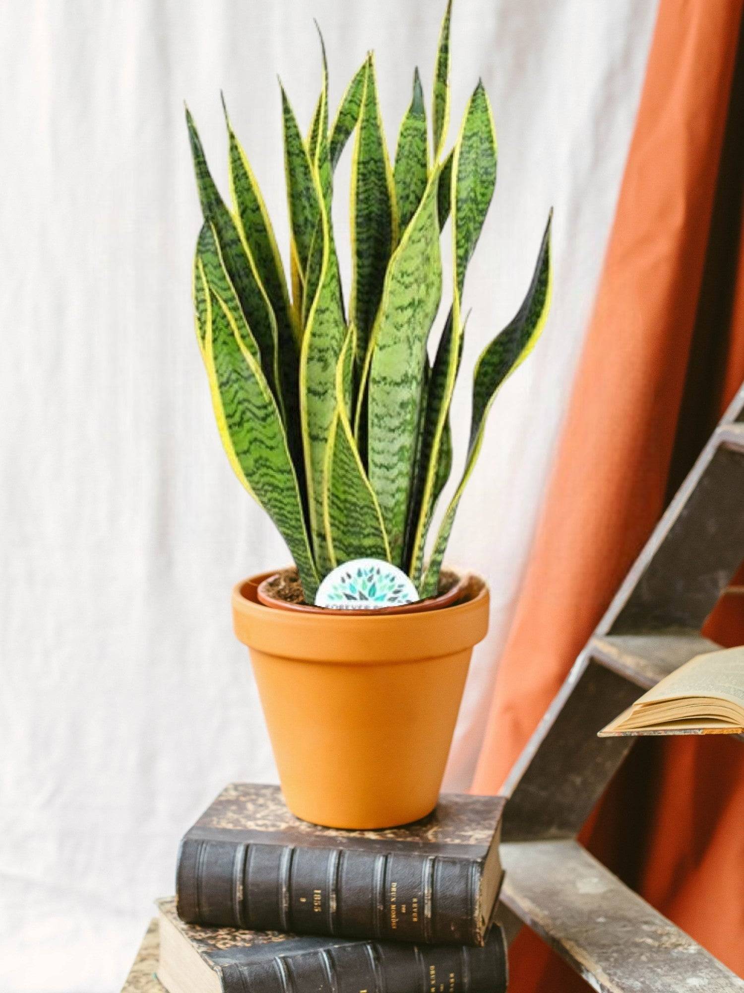 Sansevieria Trifasciata Laurentii 60cm - Plante d'intérieur- La Green Touch - Image 2