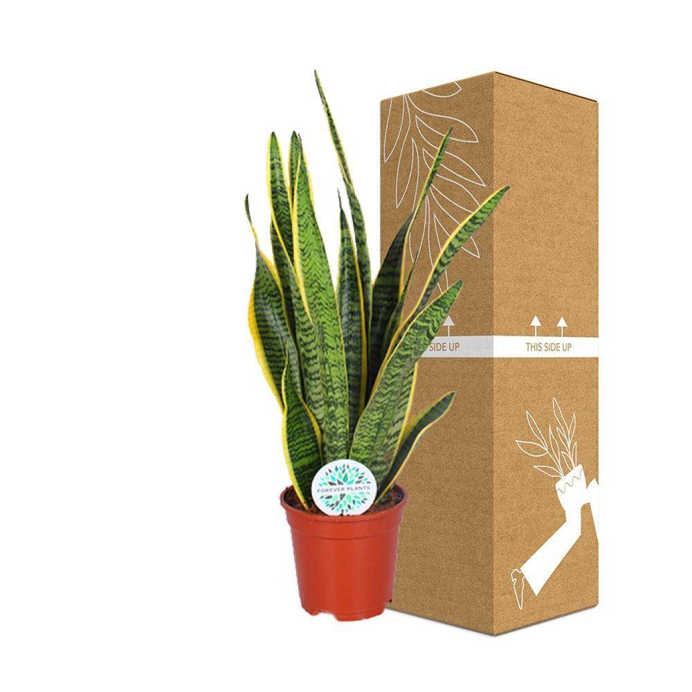 Sansevieria Trifasciata Laurentii 60cm - Plante d'intérieur- La Green Touch - Image 5
