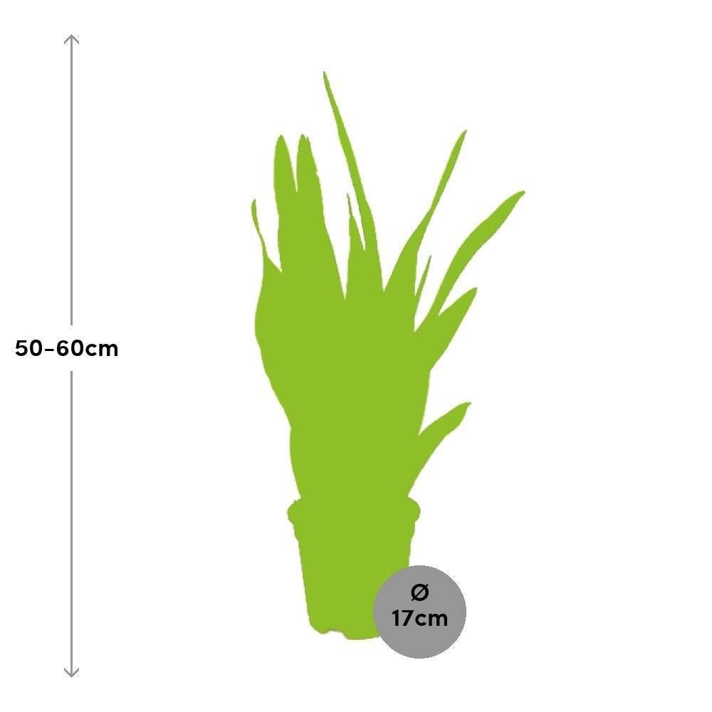 Sansevieria Trifasciata Laurentii 60cm - Plante d'intérieur- La Green Touch - Image 3