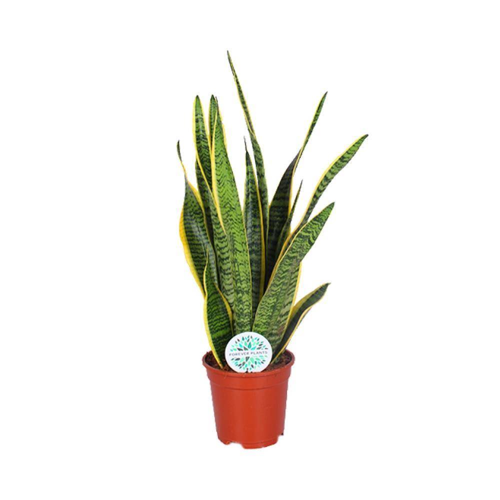 Sansevieria Trifasciata Laurentii 60cm - Plante d'intérieur- La Green Touch - Image 1