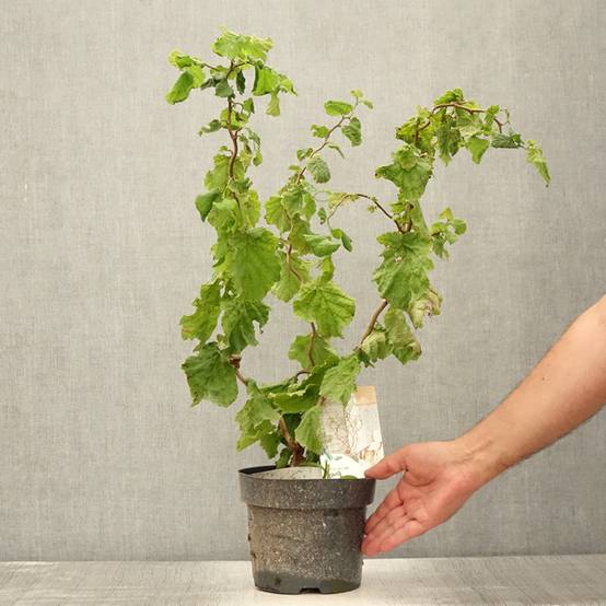 Promesse de Fleurs - Corylus avellana contorta Medusa - Noisetier tortueux nain Pot de 3L/4L - Image 2
