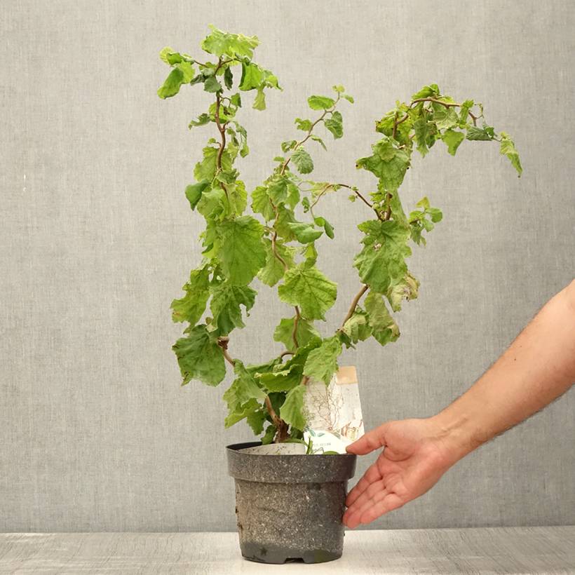 Promesse de Fleurs - Corylus avellana contorta Medusa - Noisetier tortueux nain Pot de 3L/4L - Image 2