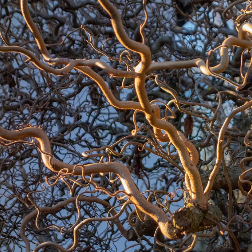 Corylus avellana contorta Medusa - Noisetier tortueux nain Pot de 3L/4L