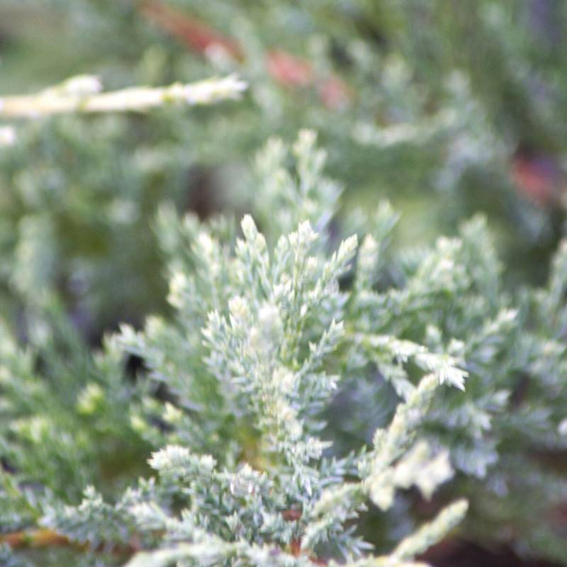 Genévrier sabine Blue Danube, Juniperus - Godet - 5/20 cm - Image 5