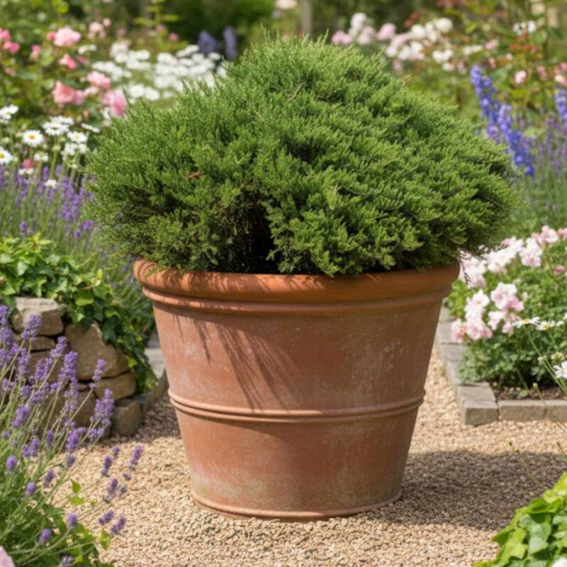 Genévrier sabine Blue Danube, Juniperus - Godet - 5/20 cm - Image 4