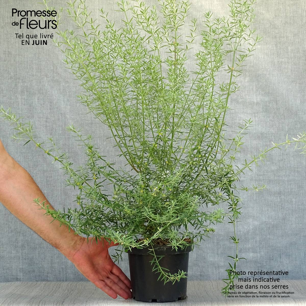 Westringia fruticosa - Romarin d'Australie Pot de 2L/3L - Image 2
