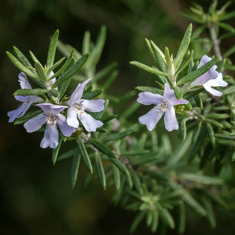 Westringia fruticosa - Romarin d'Australie Pot de 2L/3L