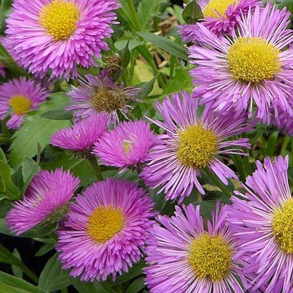 Erigeron Foersters Liebling - Vergerette Foersters Liebling Godet de 8/9 cm