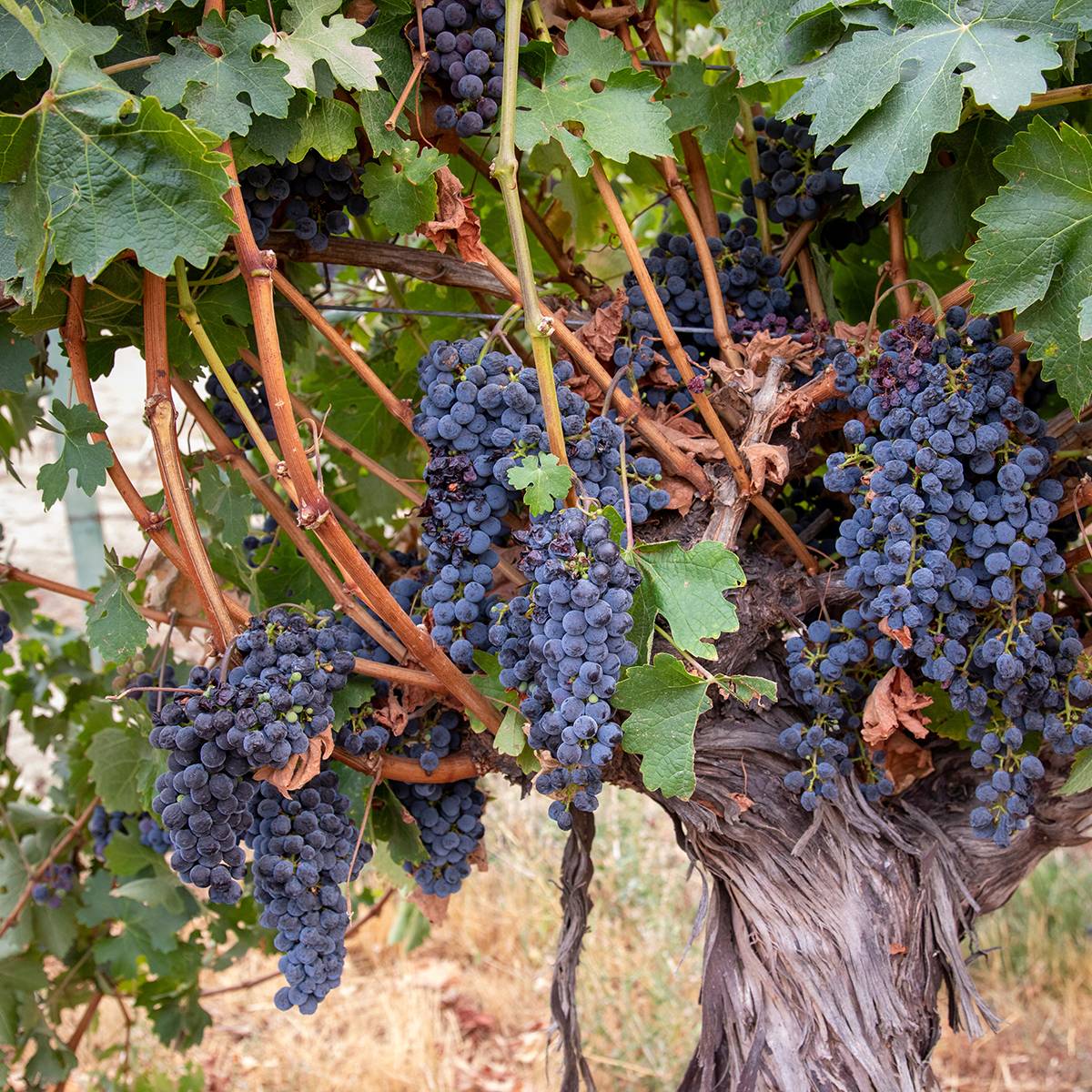 Vigne Barbera - Vitis vinifera Pot de 1,5L/2L