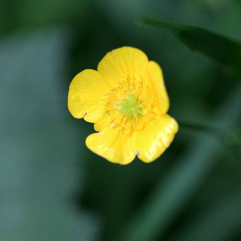 Ranunculus flammula - Renoncule flammette Godet de 8/9 cm