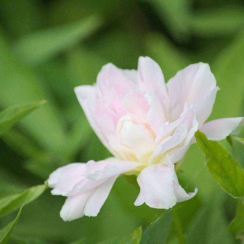 Liseron d'ornement Flore Pleno, Calystegia à fleurs Rose - feuillage Caduc - Godet - 5/20 cm-  hauteur à maturité De 2,50 m à 3,00 m