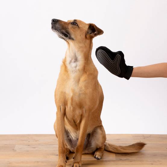 Love Story - Gant de Brossage pour Chien & Chat "1 Face" 24cm Noir - Image 4
