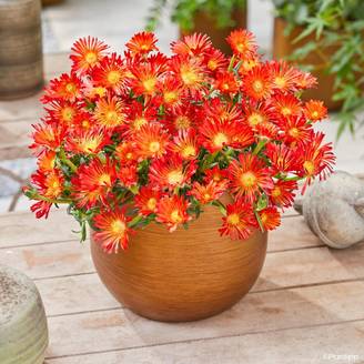 Delosperma Ocean Sunset Orange Vibe Godet de 8/9 cm