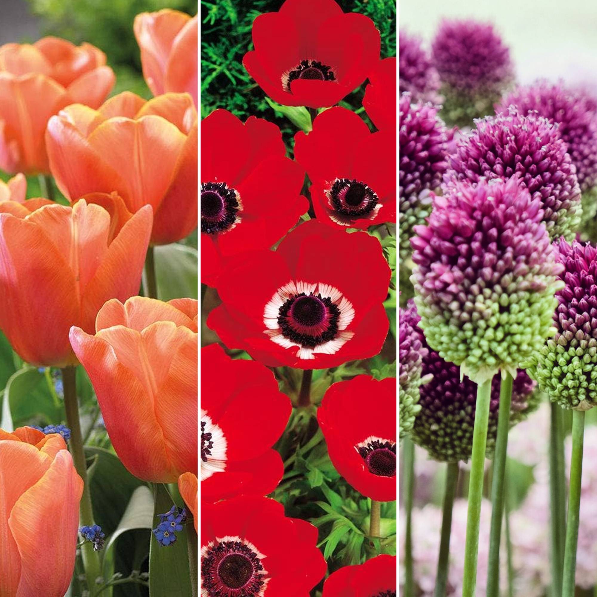 Gardenersdream - Jardin de bulbes Mélange coloré de tulipes, anémones, alliums, muscari et narcisses (125 bulbes) - Image 3