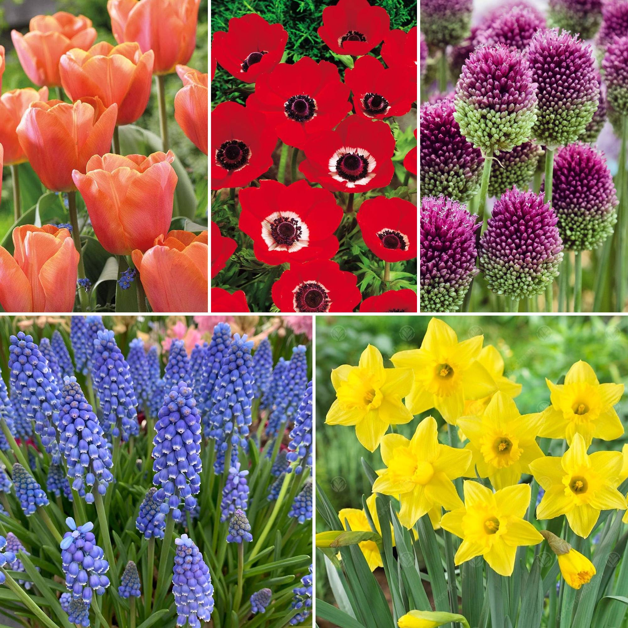 Gardenersdream - Jardin de bulbes Mélange coloré de tulipes, anémones, alliums, muscari et narcisses (125 bulbes) - Image 2