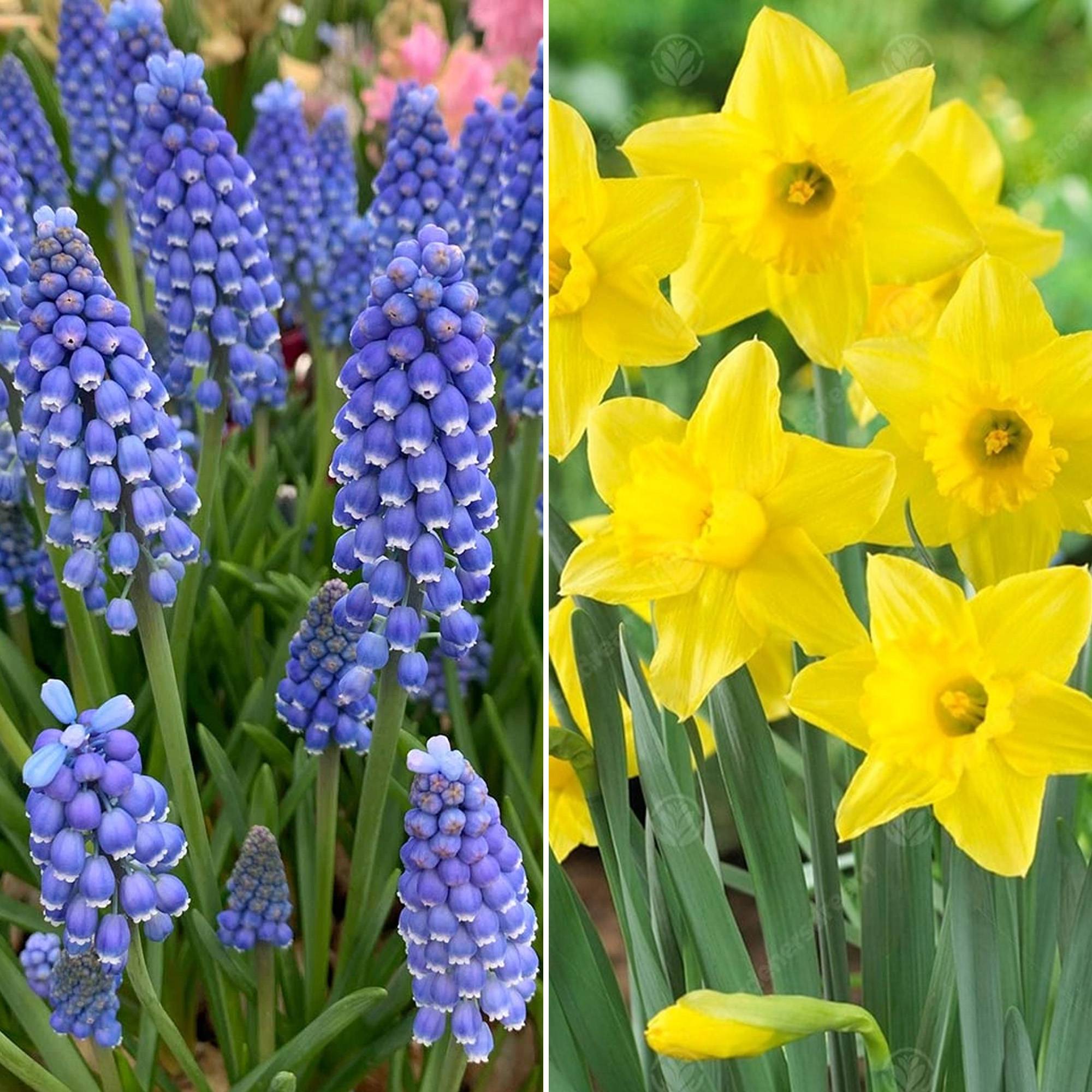 Gardenersdream - Jardin de bulbes Mélange coloré de tulipes, anémones, alliums, muscari et narcisses (125 bulbes) - Image 4
