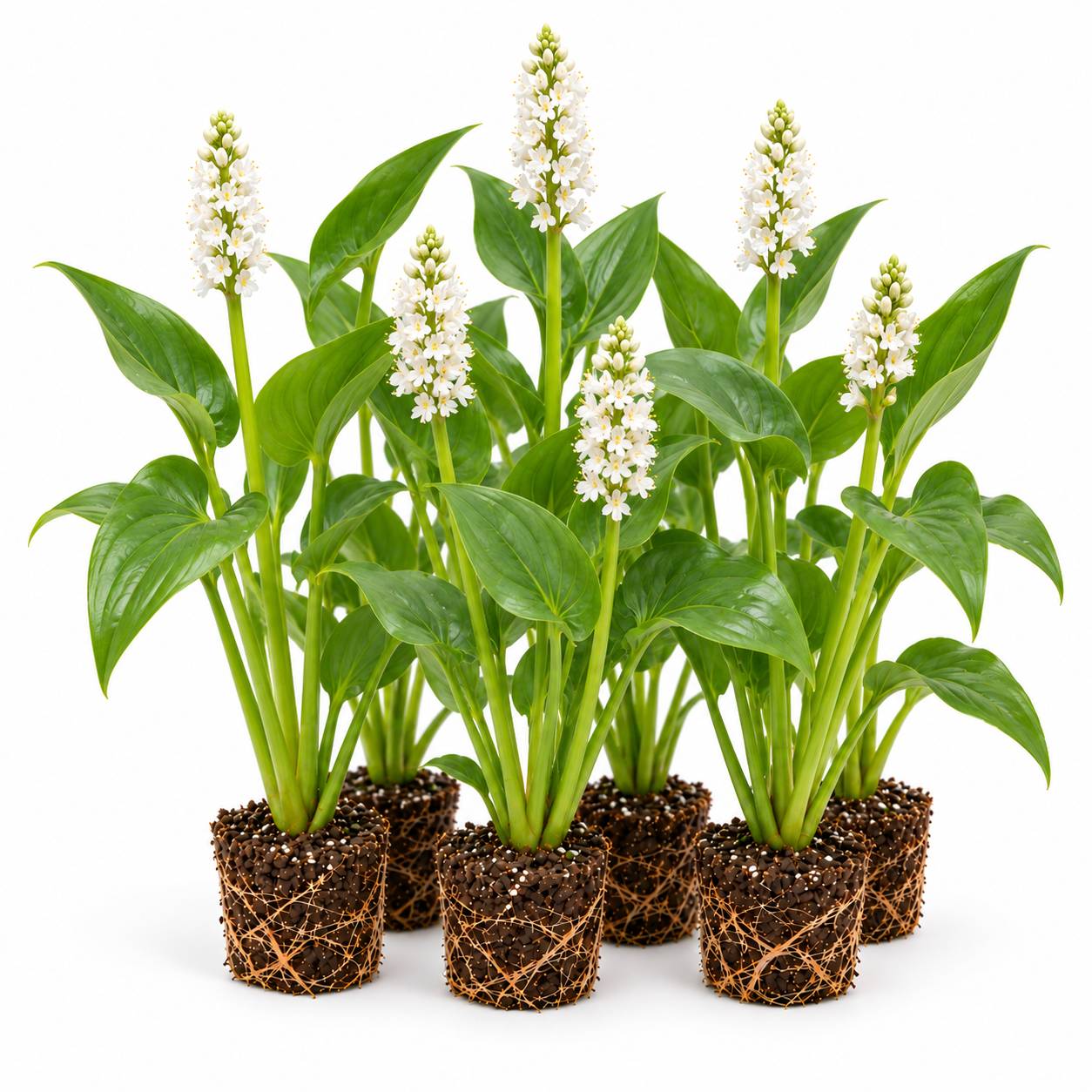 Pontédérie blanche - Pontederia cordata - 12 plantes - Image 1