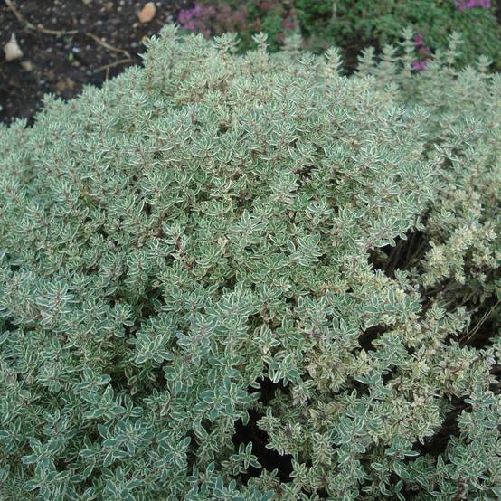 Thym citron panaché - Thymus citriodorus Silver Queen Pot de 1,5L/2L
