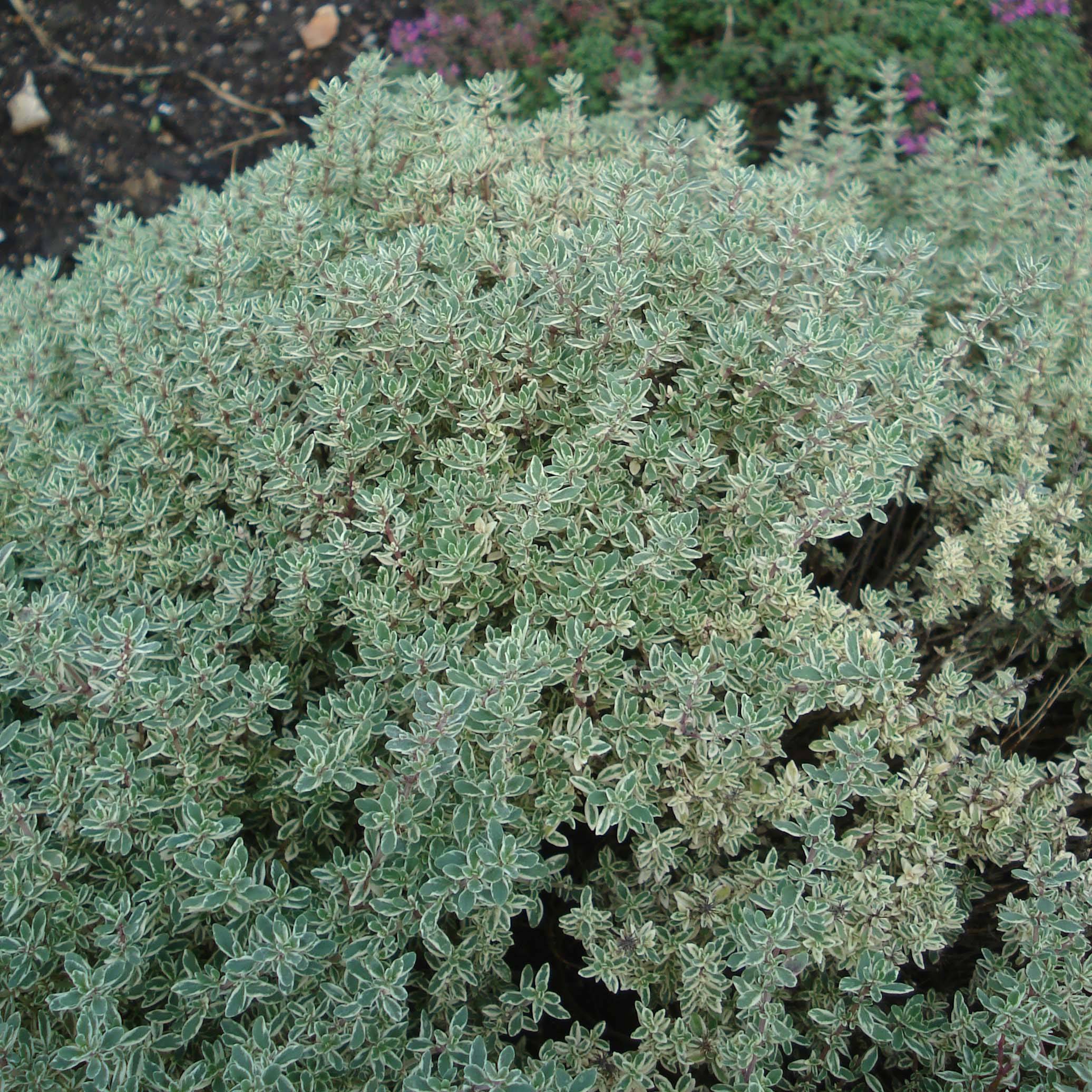 Thym citron panaché - Thymus citriodorus Silver Queen Pot de 1,5L/2L