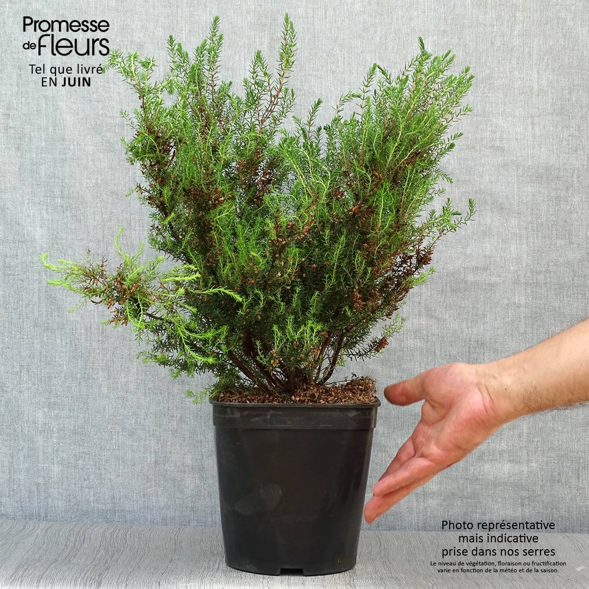 Promesse de Fleurs - Bruyère de l'ouest - Erica mediterranea Pot de 3L/4L - Image 2