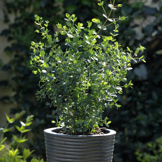 Graines d'Eucalyptus parvifolia Boxwood - Eucalyptus parvula le sachet de 10 graines environ (0,02g)