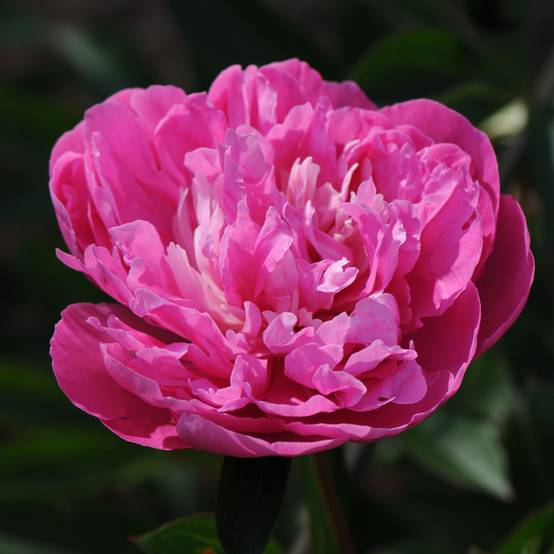 Promesse de Fleurs - Pivoine lactiflora Amabilis Pot de 3L/4L