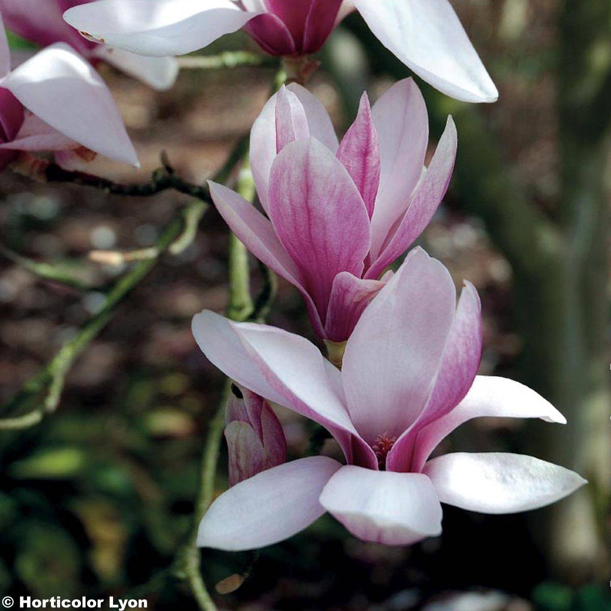 Magnolia soulangeana  - Magnolia de Soulange Pot de 7,5L/10L - Image 1