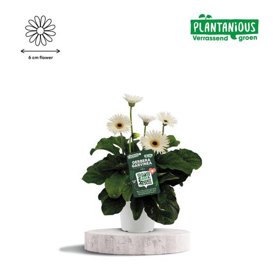 La Green Touch - Garvinea Gerbera Blanc - D19 H50cm
