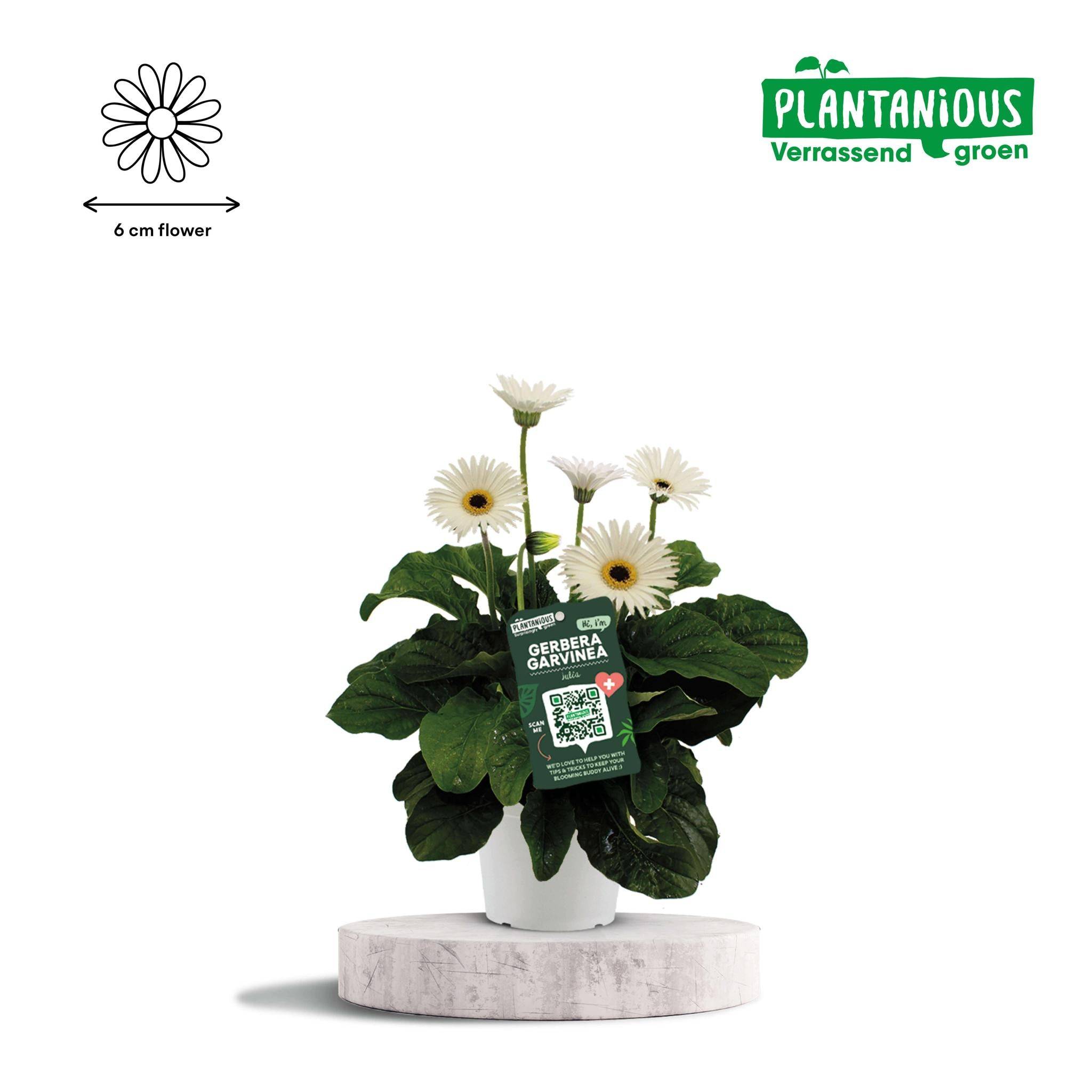 Garvinea Gerbera Blanc - D19 H50cm