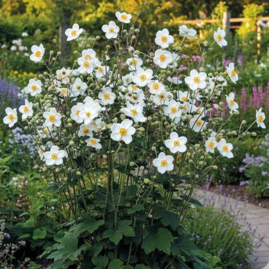 Anémone du Japon Honorine Jobert à fleurs Blanche/ - feuillage Caduc - Lot de 5 godets - Image 1