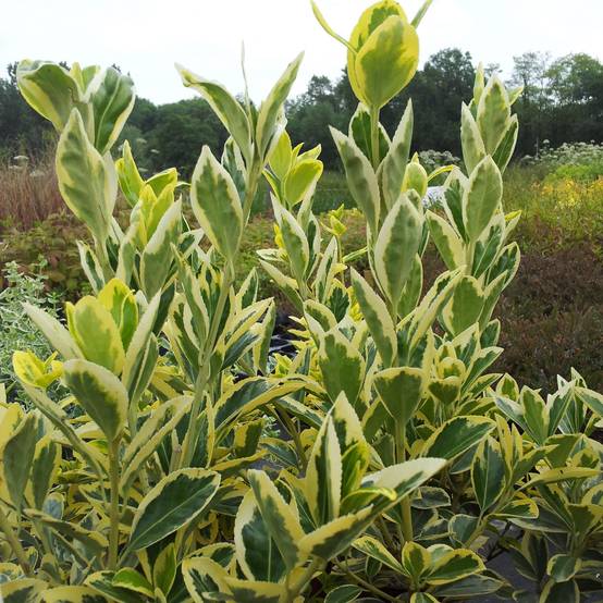 Promesse de Fleurs - Euonymus japonicus Bravo - Fusain du Japon Pot de 2L/3L