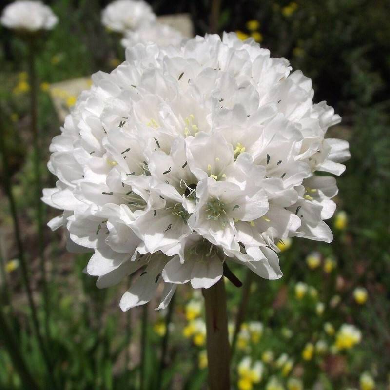Gazon d'Espagne Blanc à fleurs Blanche - feuillage Persistant - Godet - 5/20 cm-  hauteur à maturité De 0,15 m à 0,50 m