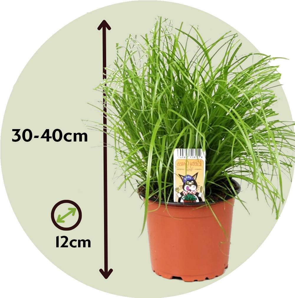 Plant In A Box - Herbe à chat - Set de 4 - Cyperus zumula - Hauteur 30-40cm - ⌀12cm - Image 6