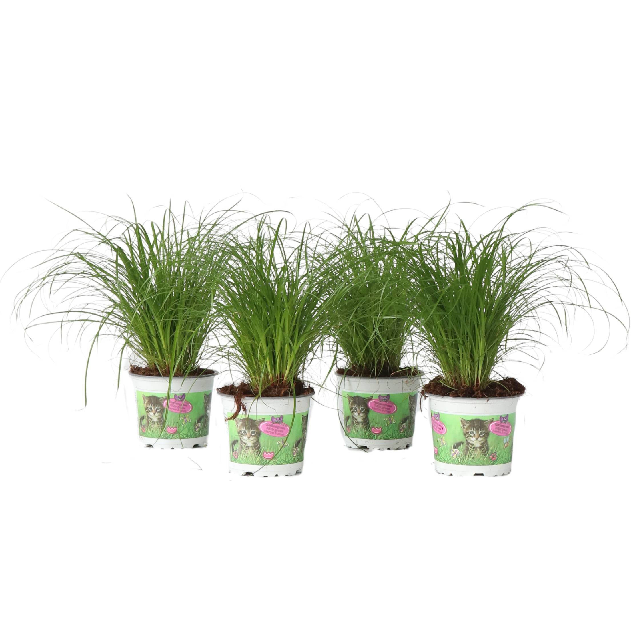 Plant In A Box - Herbe à chat - Set de 4 - Cyperus zumula - Hauteur 30-40cm - ⌀12cm - Image 1