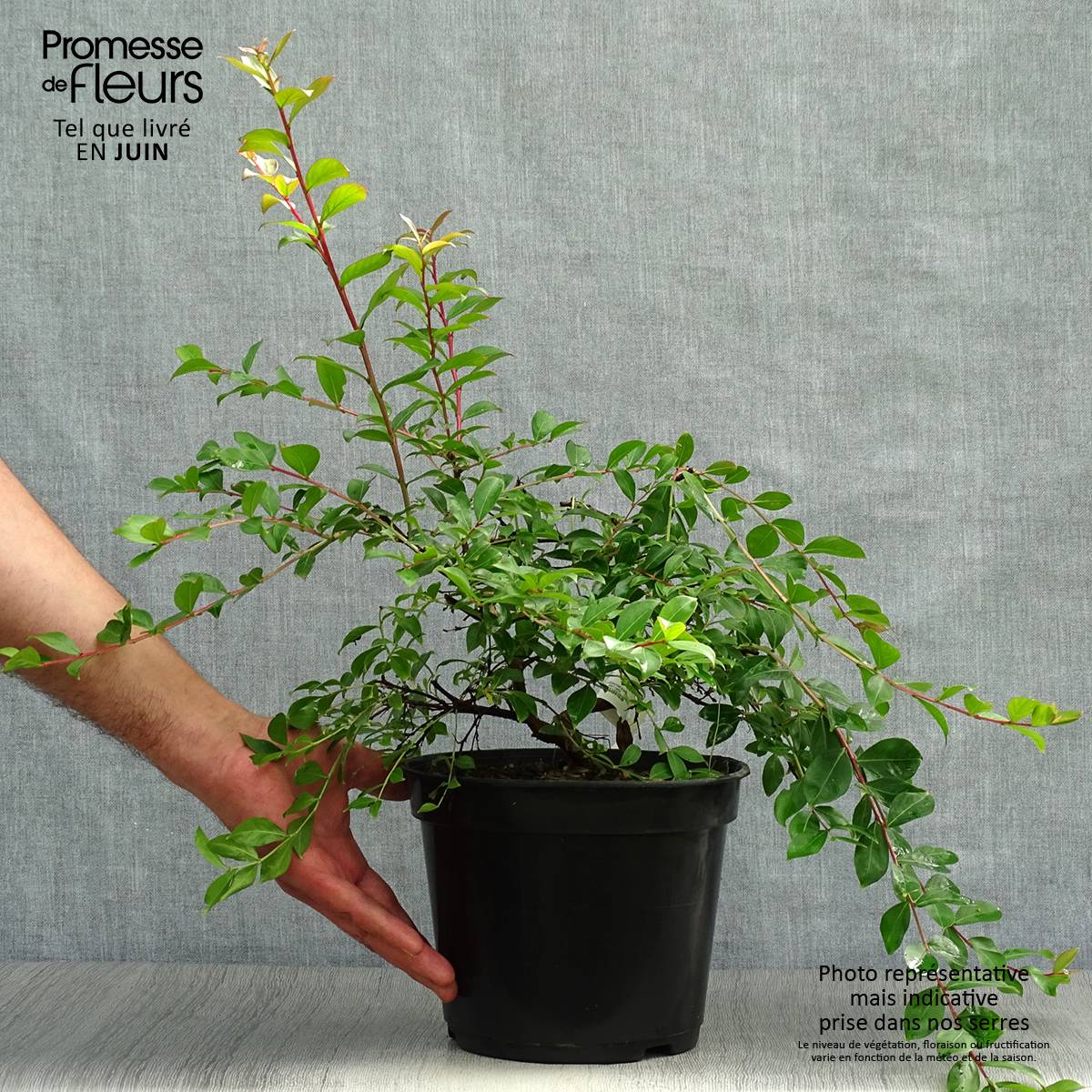 Lagerstroemia Mimie Fuchsia - Lilas de indes couvre-sol Pot de 2L/3L - Image 2