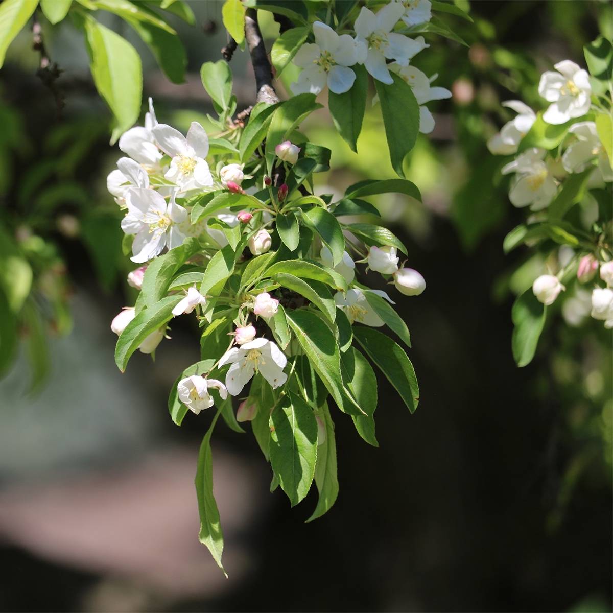 Promesse de Fleurs - Pommier d'ornement - Malus Sugar Tyme Pot de 12L/15L, Tige - Image 1