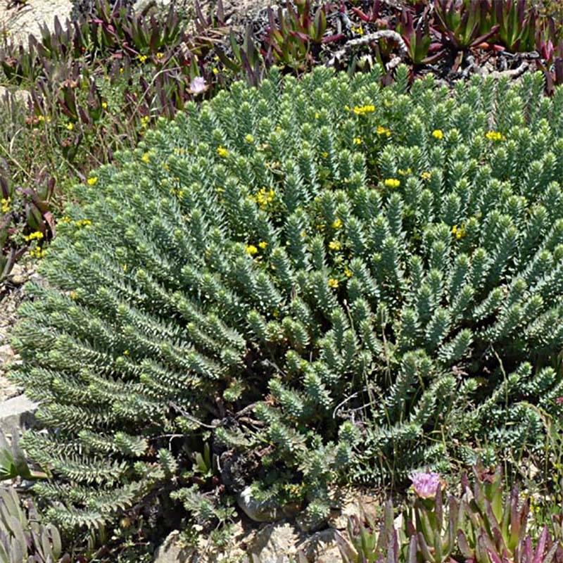 Promesse de Fleurs - Euphorbia pythiusa - Euphorbe des Baléares. Godet de 8/9 cm