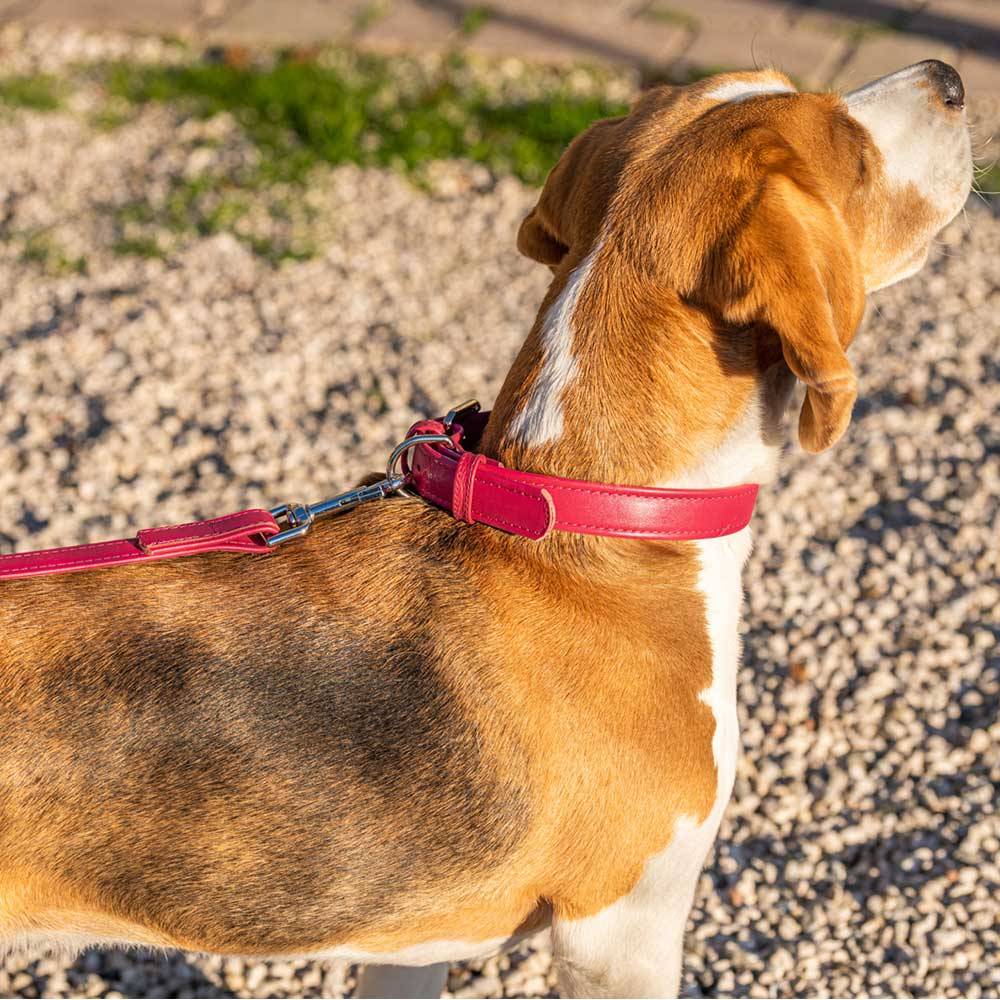 Ferplast - Collier pour Chiens VOGUE CF20/39, Cuir Véritable, Réglable, Boucle en Métal, Jaune - Image 4