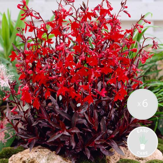 Lot de 6 - Lobelia Queen Victoria - Lobélie cardinalis - Lobélie écarlate - H. 20-30 cm - P. 9 cm - Image 1