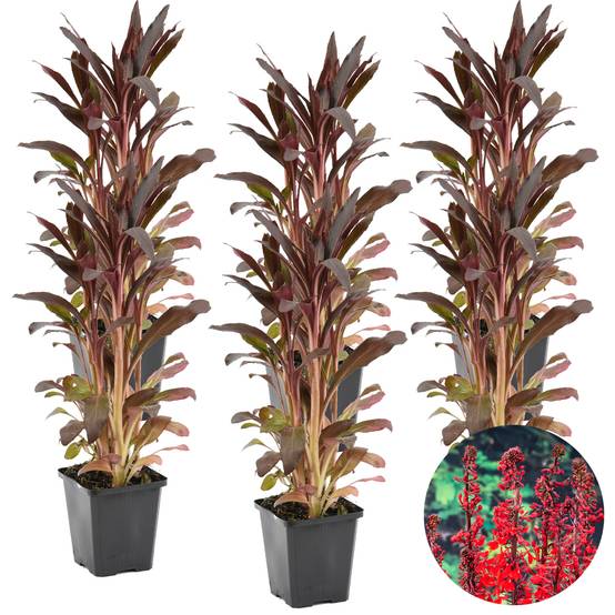 Lot de 6 - Lobelia Queen Victoria - Lobélie cardinalis - Lobélie écarlate - H. 20-30 cm - P. 9 cm - Image 2