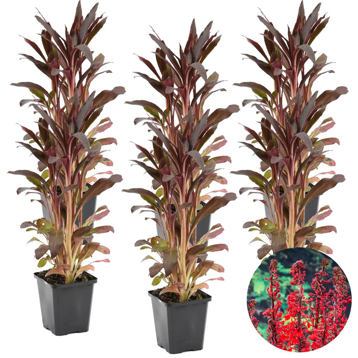 Lot de 6 - Lobelia Queen Victoria - Lobélie cardinalis - Lobélie écarlate - H. 20-30 cm - P. 9 cm - Image 2