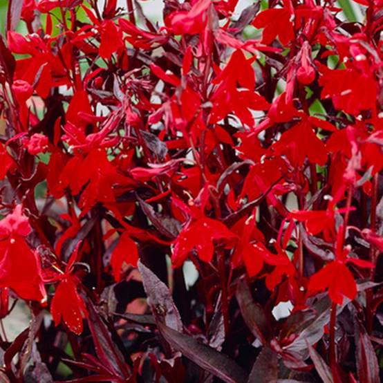 Lot de 6 - Lobelia Queen Victoria - Lobélie cardinalis - Lobélie écarlate - H. 20-30 cm - P. 9 cm - Image 3