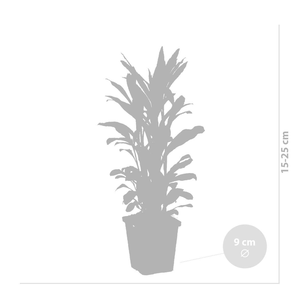Lot de 6 - Lobelia Queen Victoria - Lobélie cardinalis - Lobélie écarlate - H. 20-30 cm - P. 9 cm - Image 4