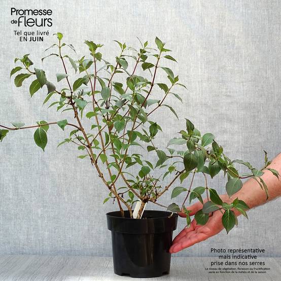 Weigela Wings of Fire Pot de 3L/4L - Image 2