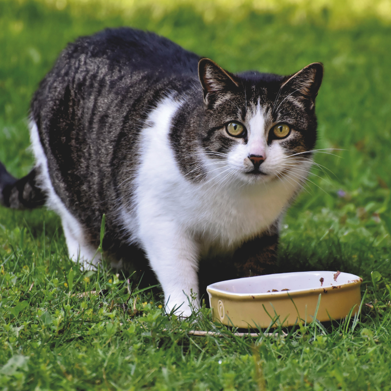 Felichef - Felichef - Emincés Bio Saumon & Légumes pour Chat - Image 2