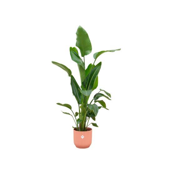 Strelitzia Nicolai - Plantes d'intérieur - Image 1